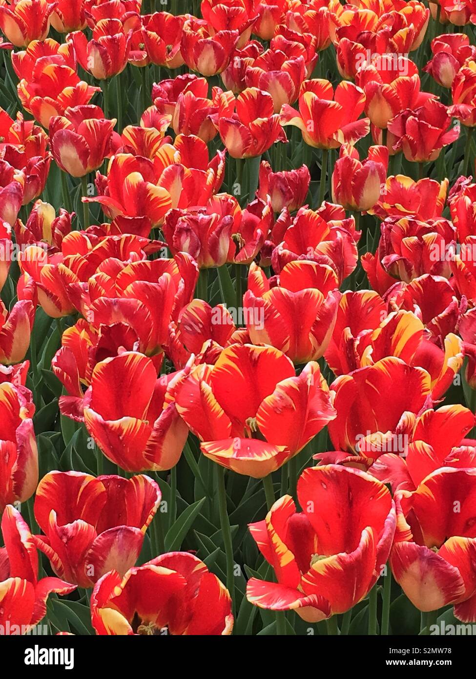 Champ extérieur et jardin plein de fleurs rouge et jaune parfait tulipes en pleine floraison. - Image de stock capturée avec un smartphone