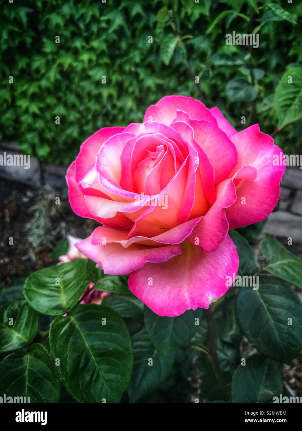 Super brillante rose rose - Image de stock capturée avec un smartphone