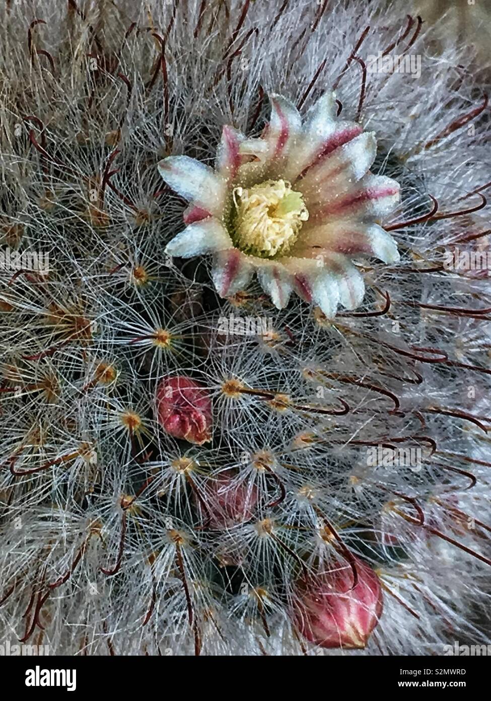 De l'image totale Mammillaria plumosa Cactus en plumes, blossom, un succulent plante du désert, en pleine floraison comme un rare Fleur du désert. Banque D'Images