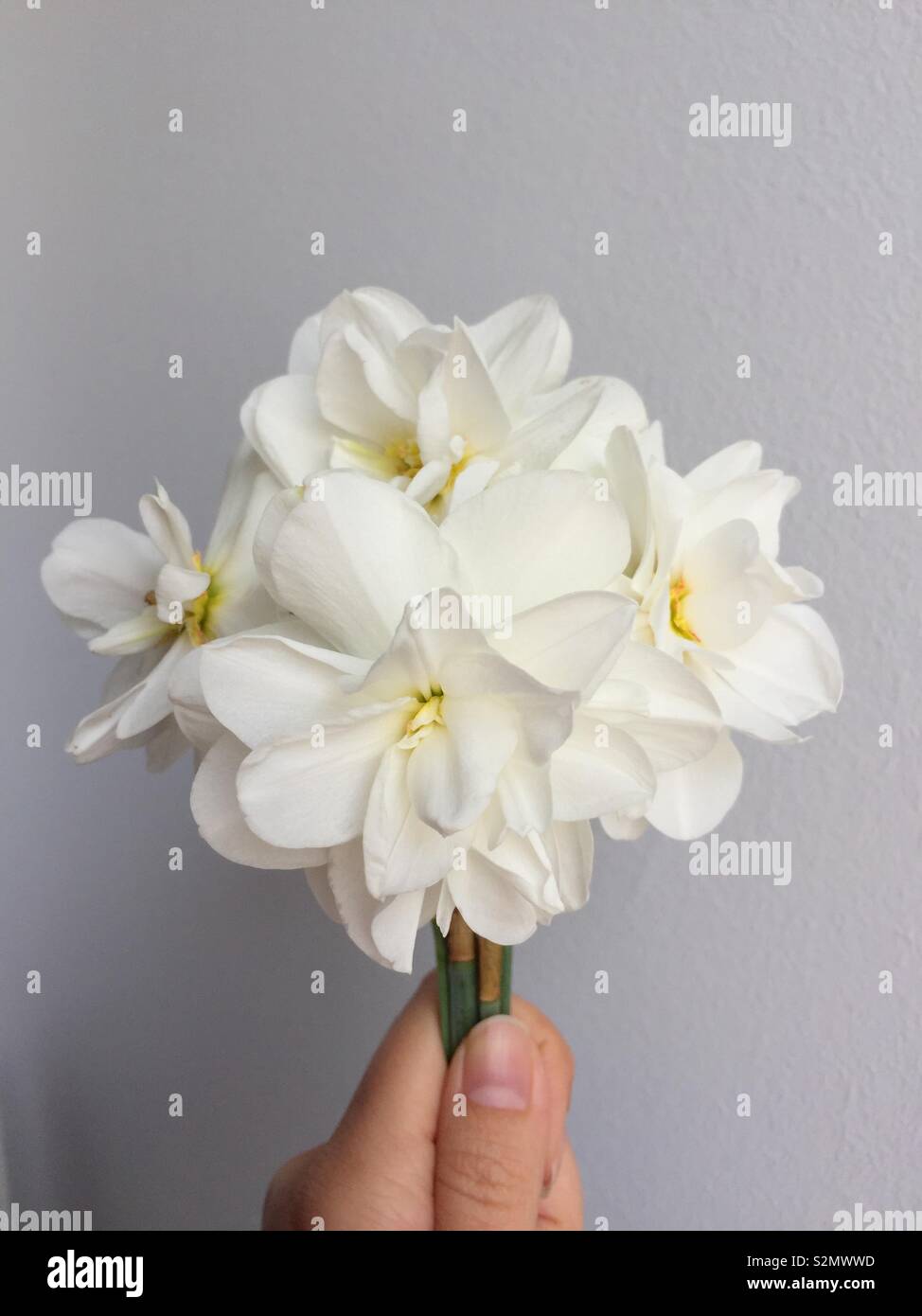 Main tenant petit bouquet de blanc double cultivar de la jonquille Banque D'Images