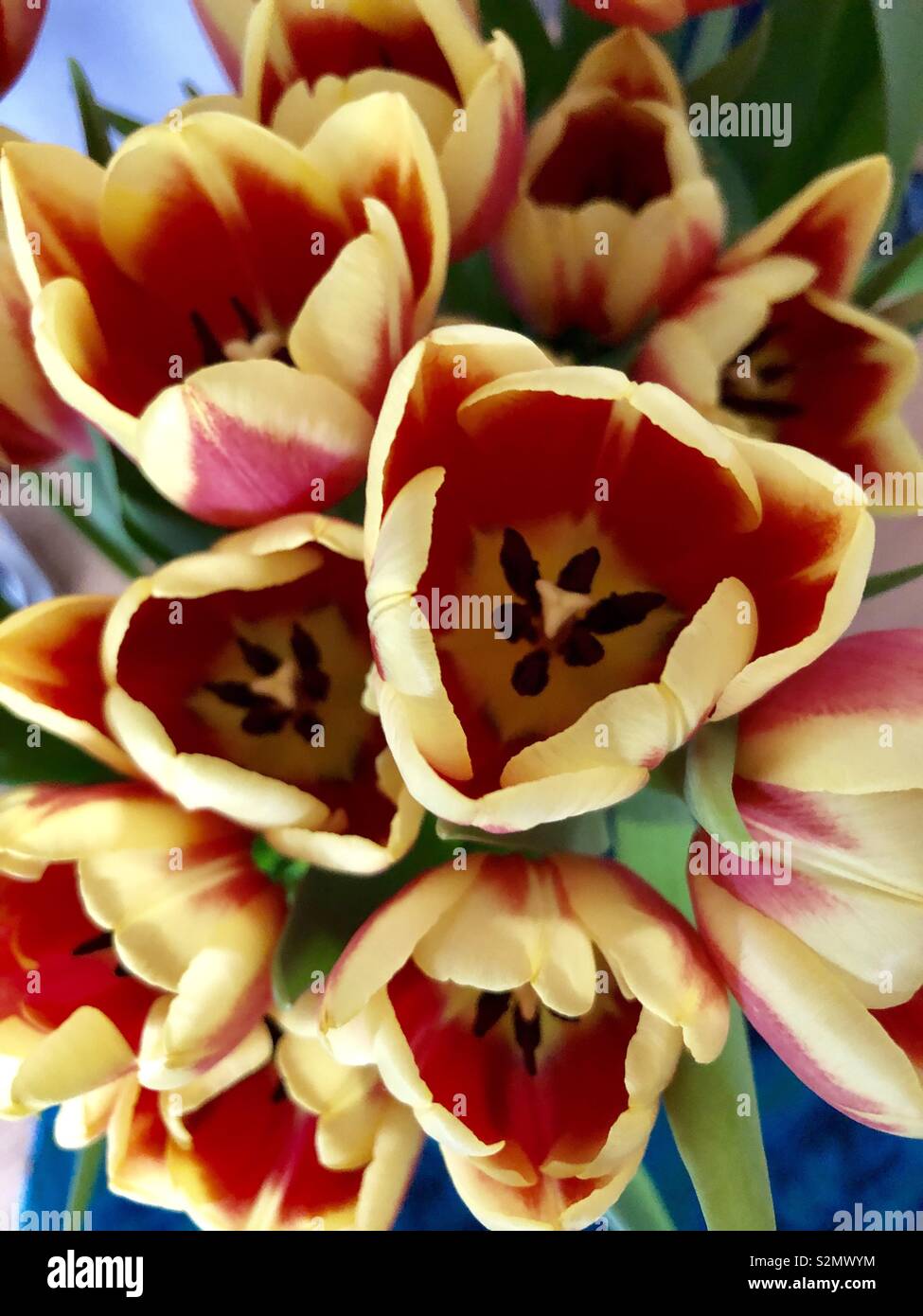 Belles tulipes rouges et jaunes vus du dessus montrant étamines et stigmatisation Banque D'Images