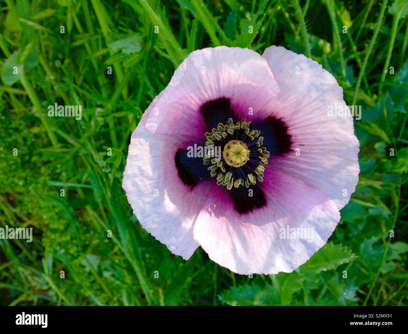 Du pavot à opium (Papaver somniferum) gros plan de fleurs Banque D'Images