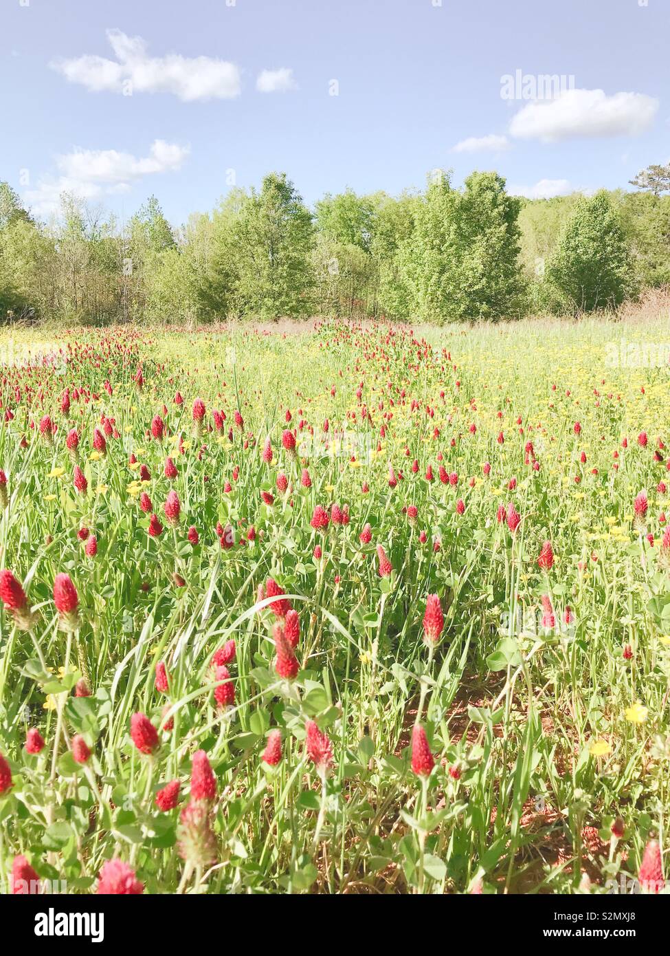 Photo pastel de fleurs rouge trèfle incarnat en Caroline du domaine Banque D'Images