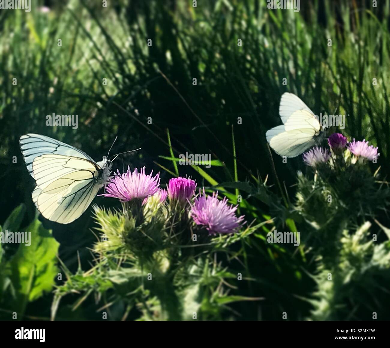 Lécher les papillons blancs sur les fleurs violettes à Grazalema, Cadiz, Espagne Banque D'Images