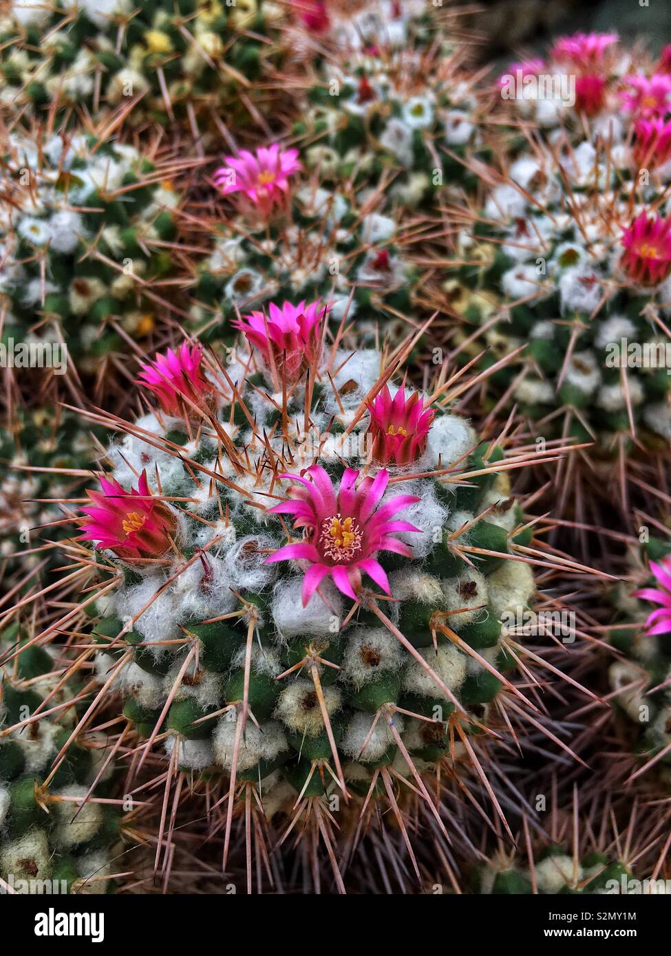 Vue de dessus d'une colonie de plantes du désert de cactus mammilaria avec de minuscules fleurs roses. - Image de stock capturée avec un smartphone