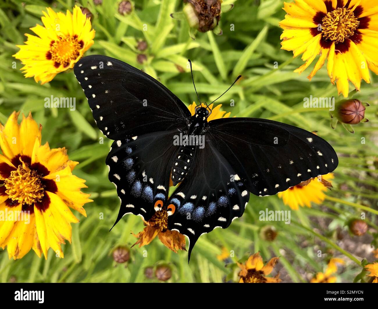 Swallowtail noir femelle sur fleurs jaunes - Image de stock capturée avec un smartphone Swallowtail noir femelle sur fleurs jaunes - Image de stock capturée avec un smartphone
