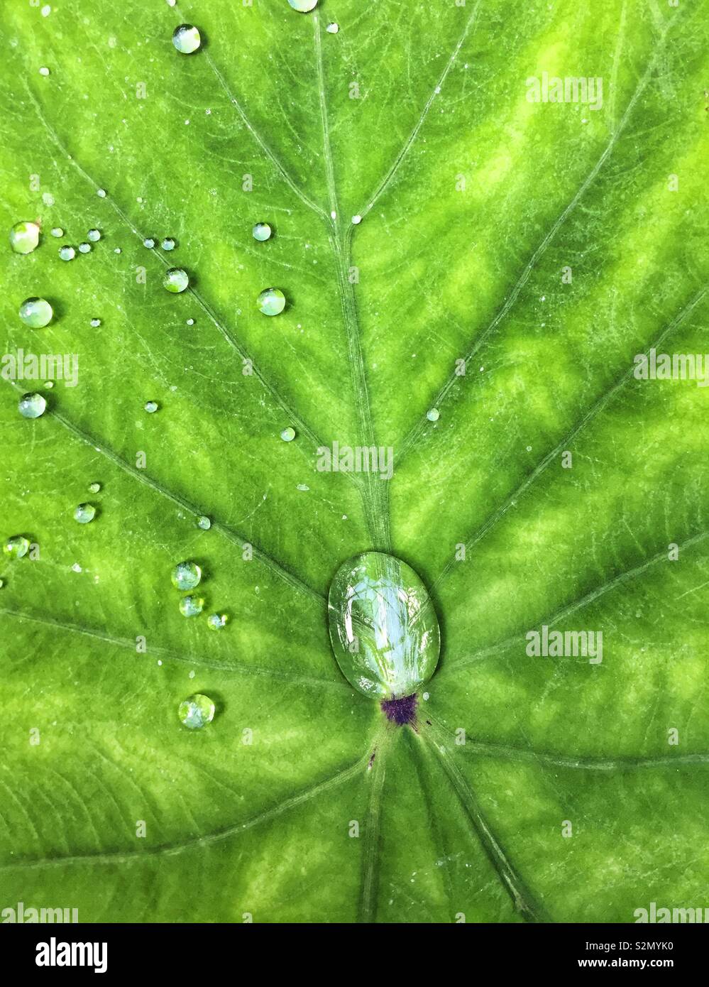 Close up de la feuille verte avec des gouttes d'eau - Image de stock capturée avec un smartphone