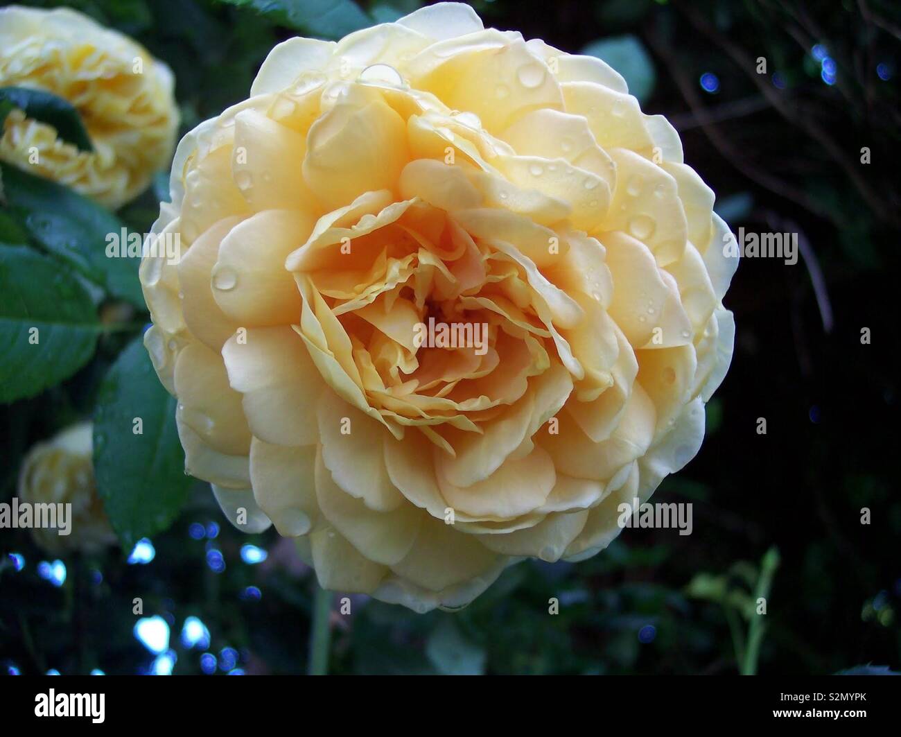 Rose jaune Close Up Banque D'Images