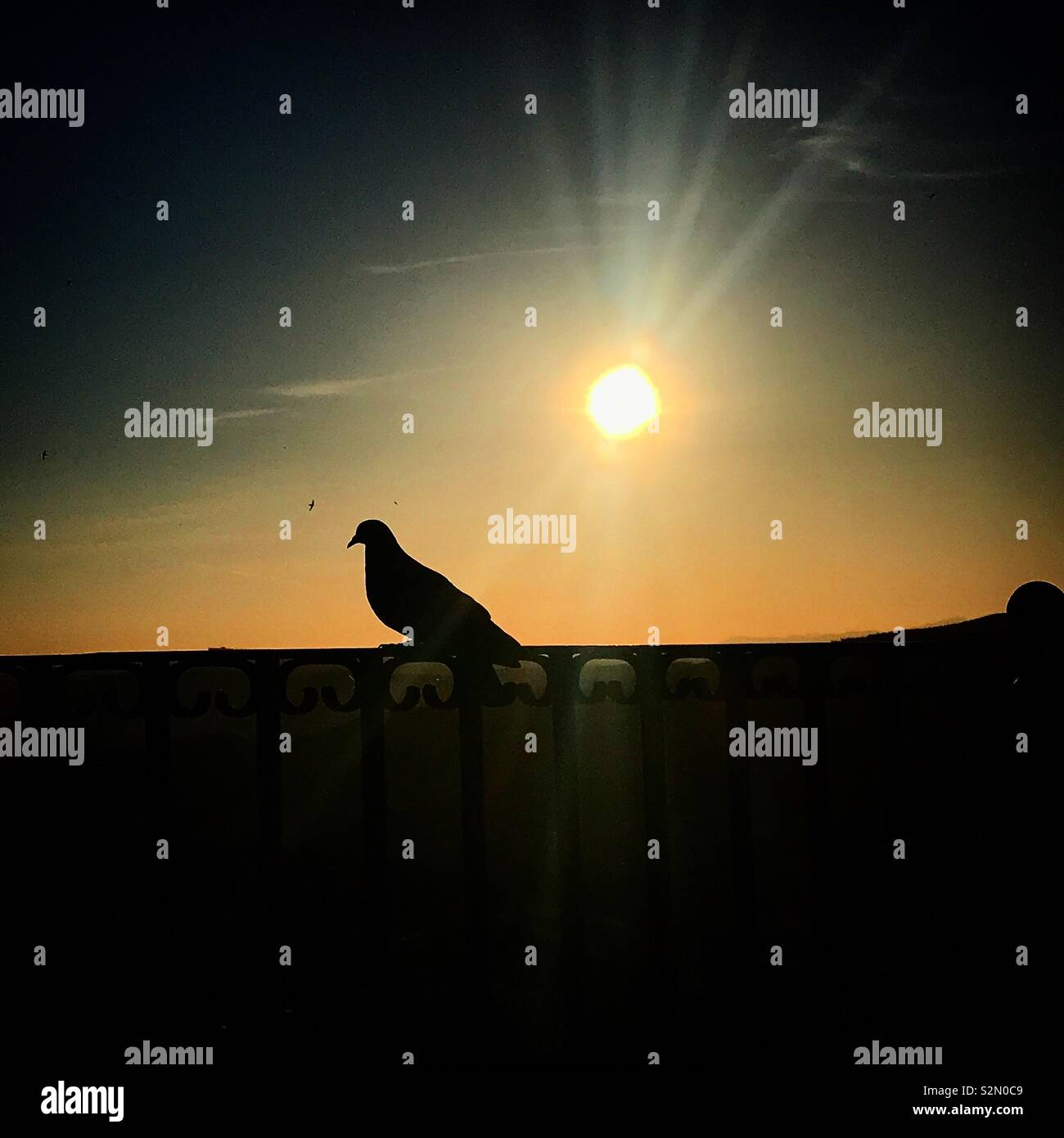 Un pigeon perché au lever du soleil à Grazalema, Andalousie, Espagne Banque D'Images
