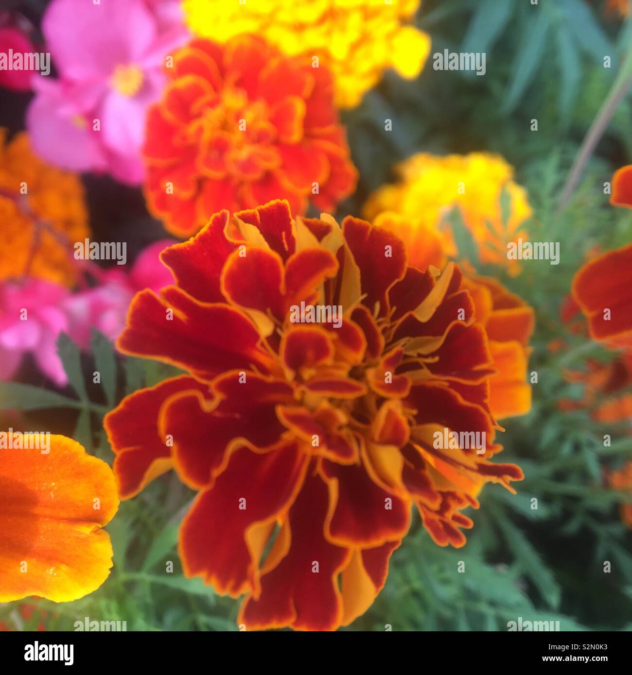 Marigold flowers in garden - Image de stock capturée avec un smartphone
