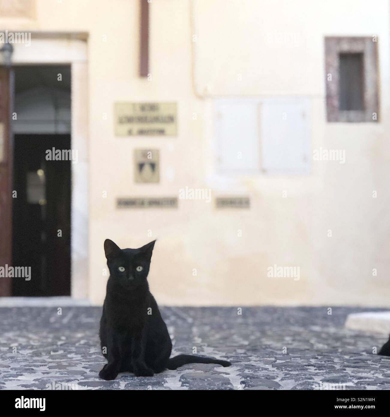 Un chat noir sur la rue à Santorini Banque D'Images