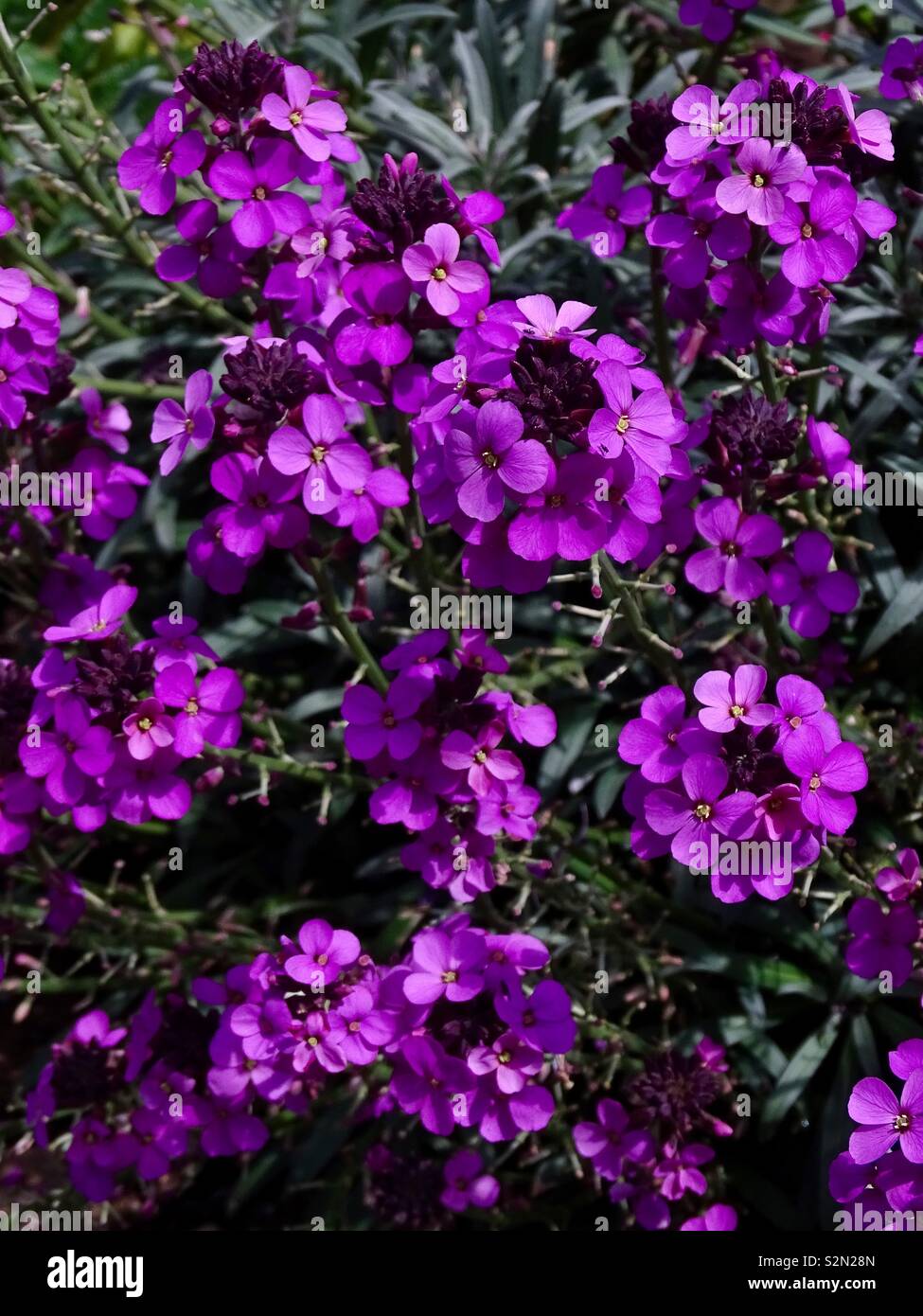 Mur violet fleurs Banque D'Images