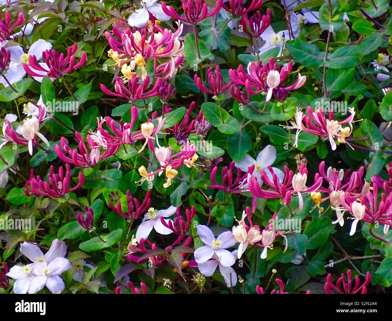 Chèvrefeuille et clématites fleurs Photo Stock - Alamy