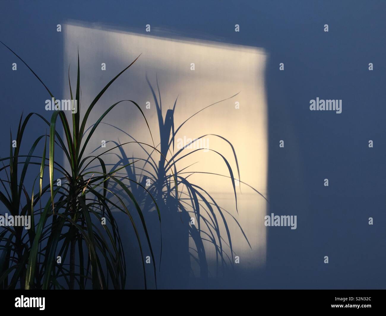 Plante d'intérieur la création d'une ombre sur mur dans soleil du soir Banque D'Images