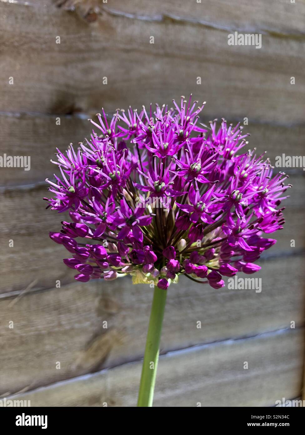 Dans mon jardin de fleurs de mauve - Image de stock capturée avec un smartphone