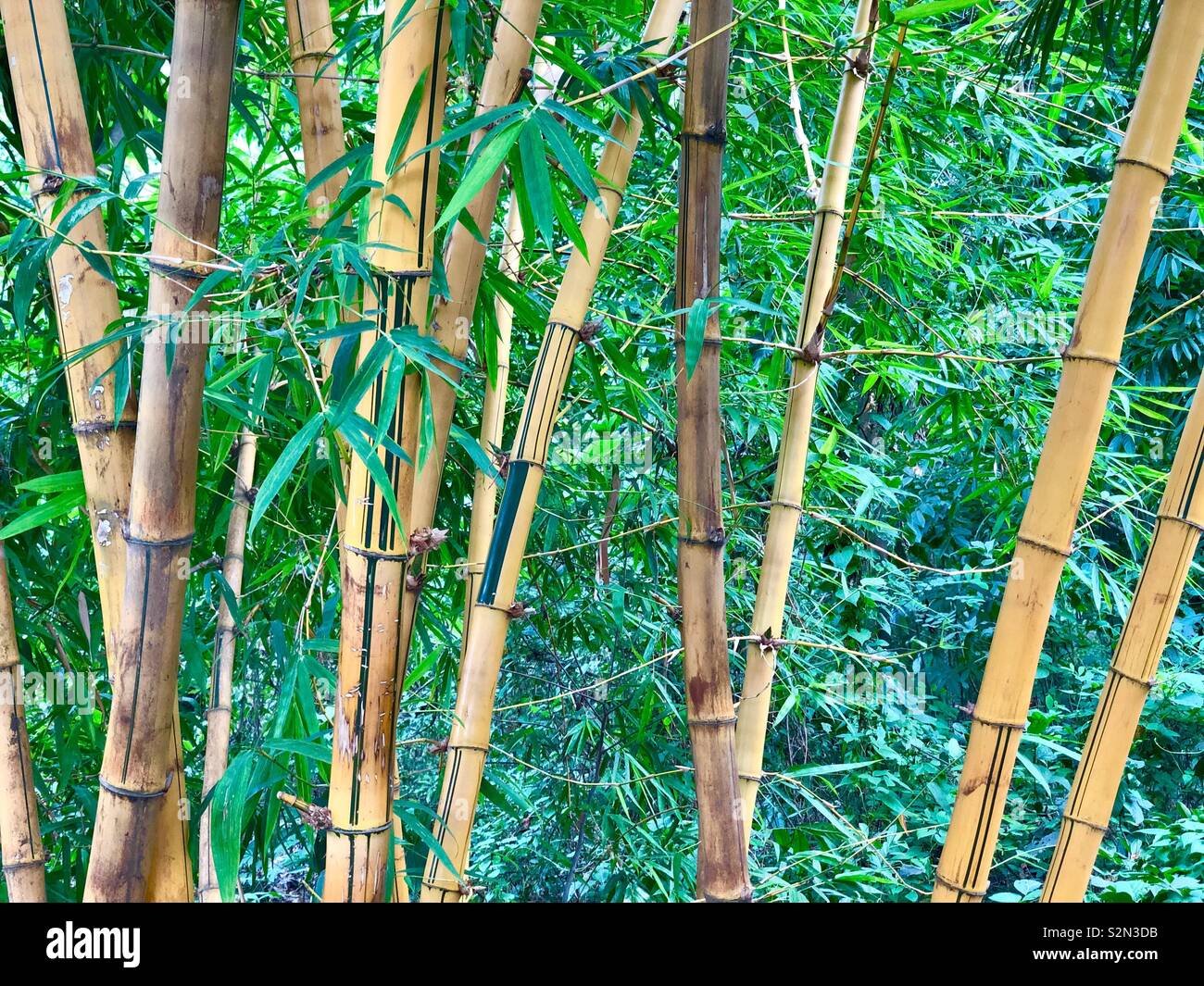Bambou jaune Banque de photographies et d’images à haute résolution Alamy