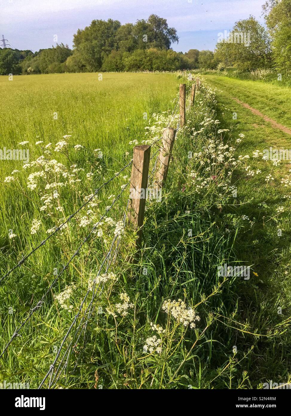 Début de soirée printemps à pied Banque D'Images