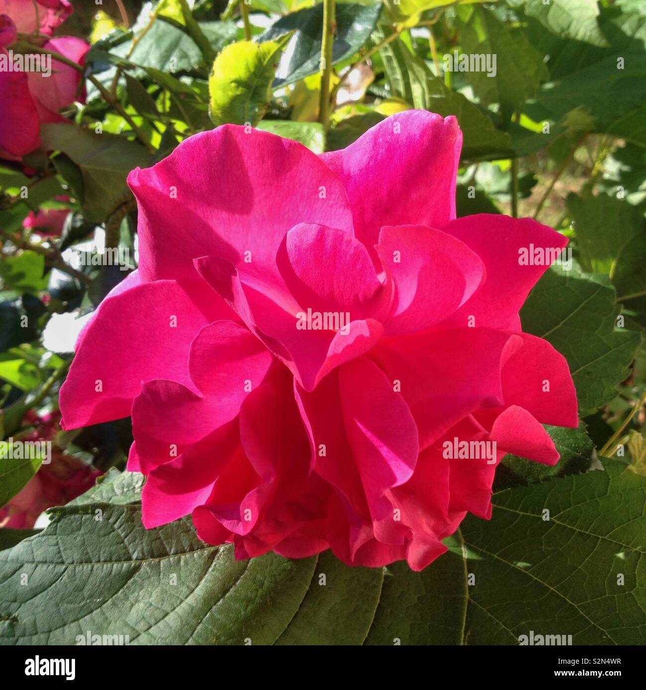 Roses rouges - Image de stock capturée avec un smartphone