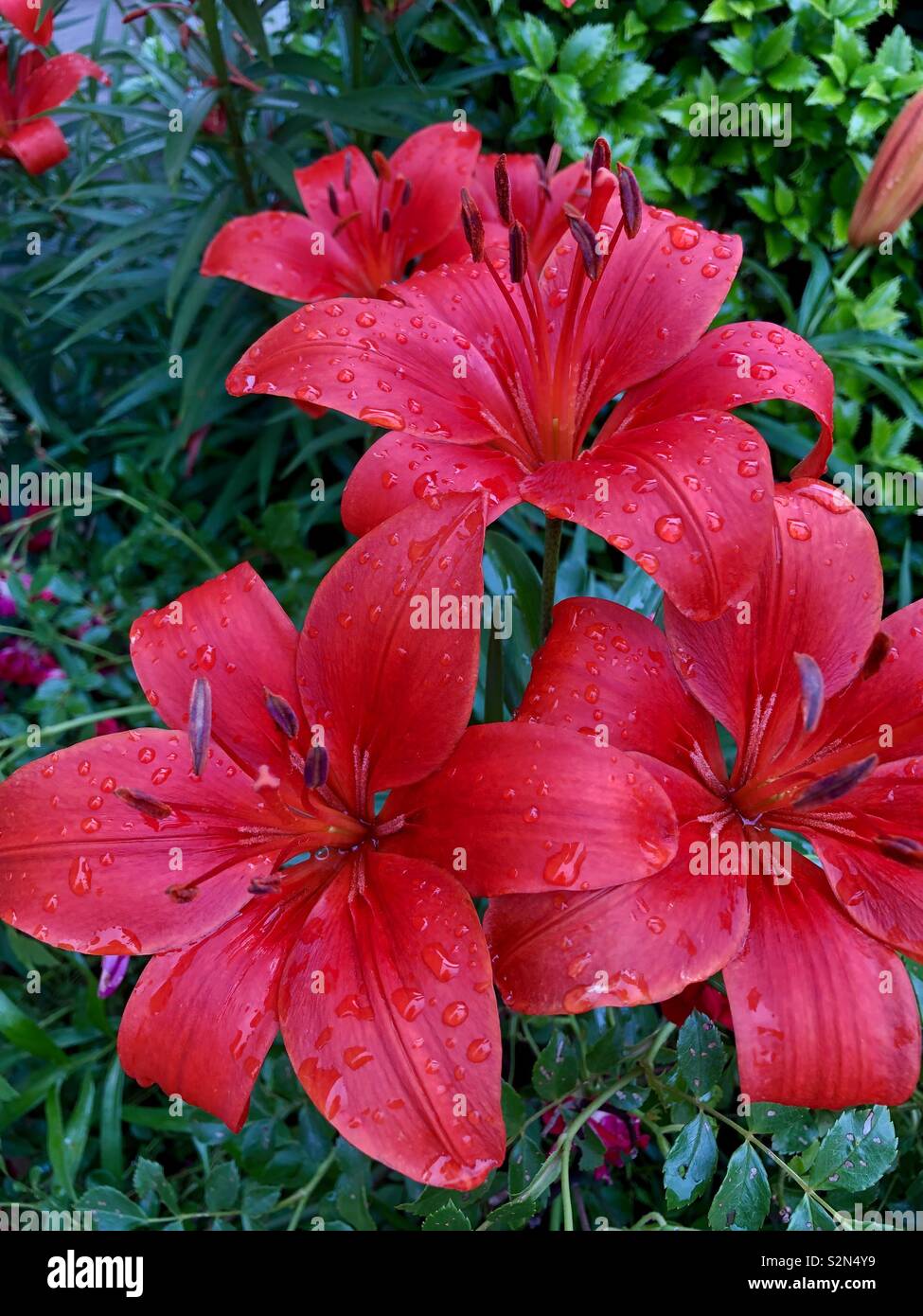 Grappe de fleurs de lys asiatiques orange rouge Banque D'Images