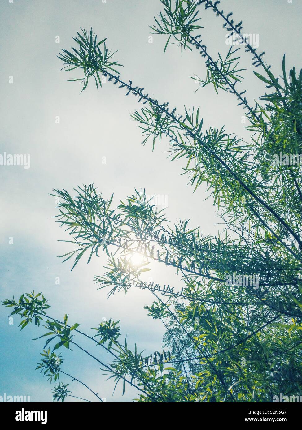 Willow Tree leaves against sky. Banque D'Images