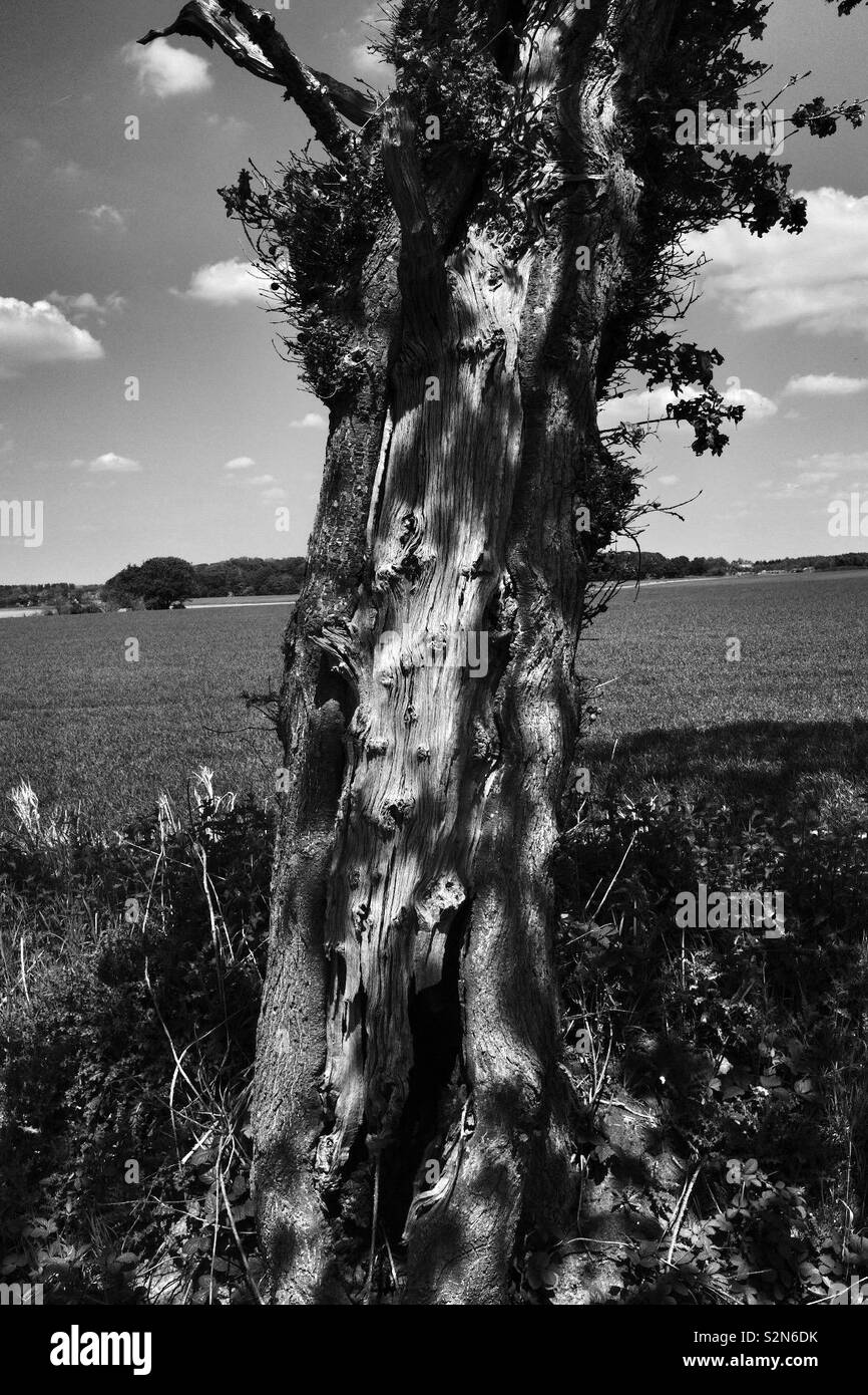 Monochrome arbre noueux Banque D'Images