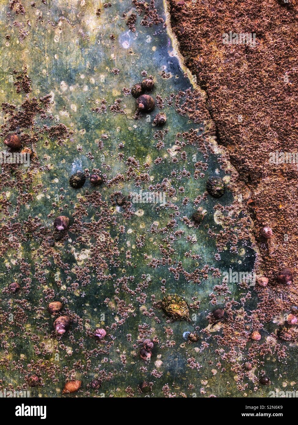 Vieux Mur de la jetée avec les balanes, les patelles et les algues. Banque D'Images