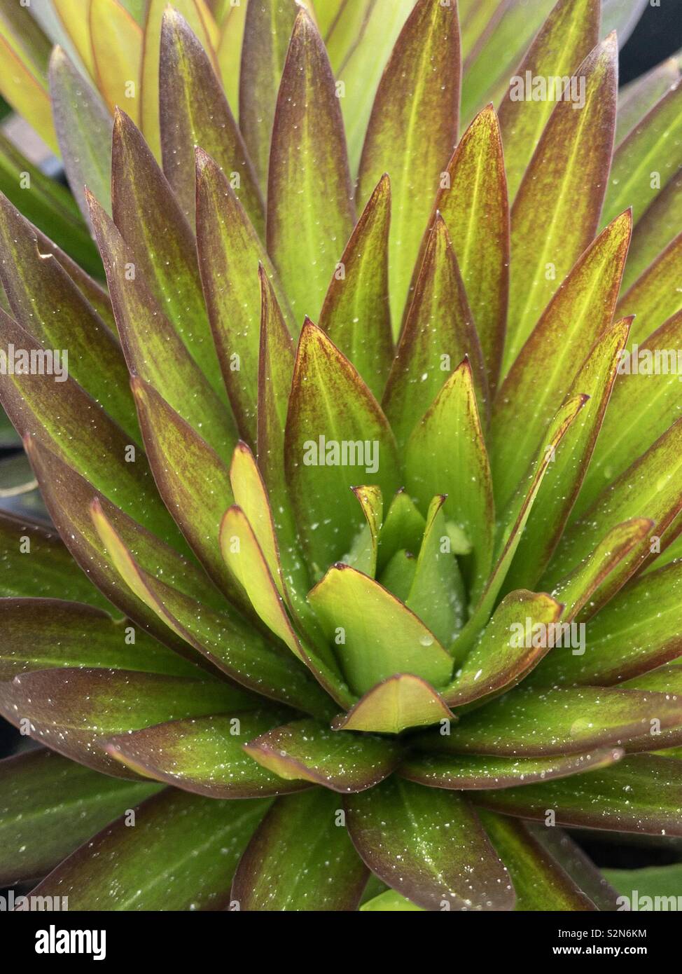 Close up de feuilles sur un lis. Banque D'Images