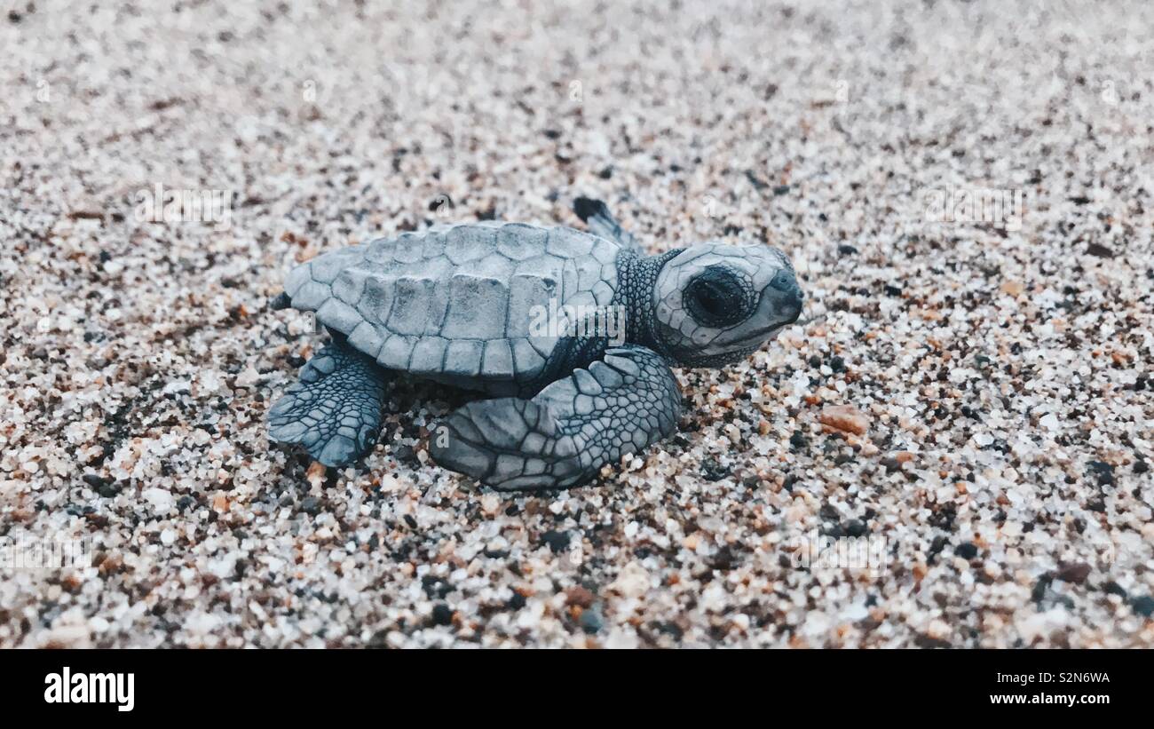 Communiqué de bébé tortue. Banque D'Images