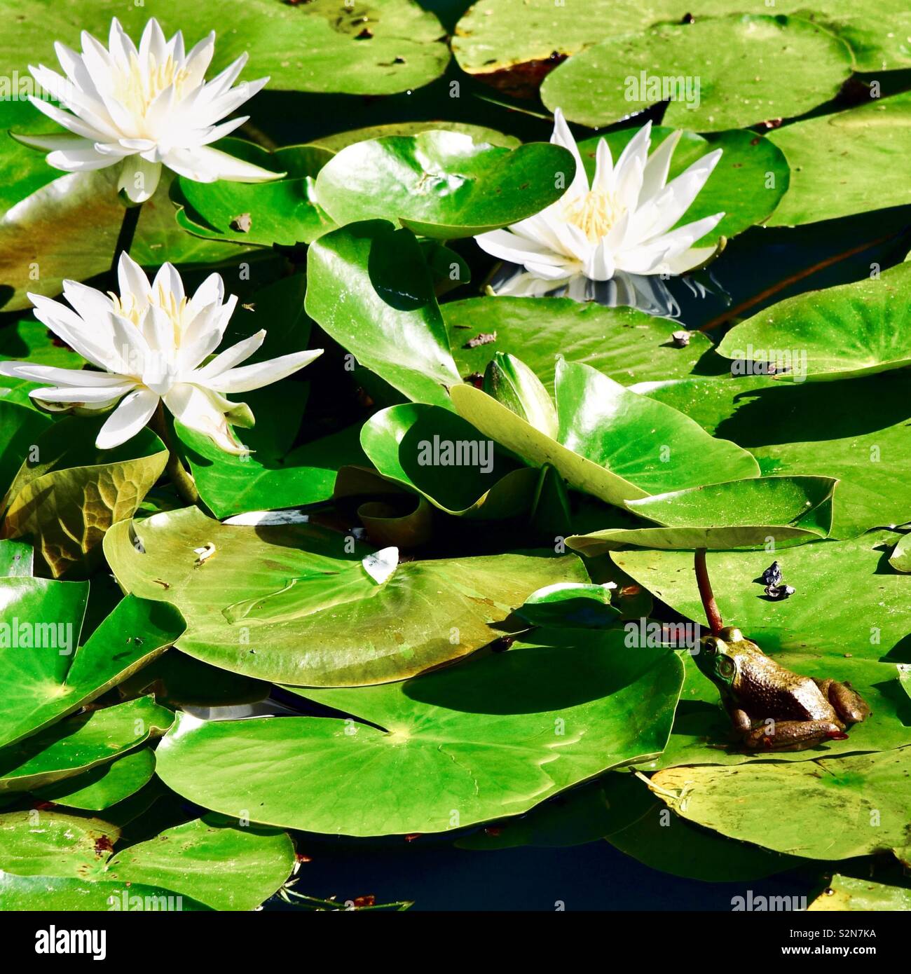 C'est une vie de grenouille - assis sur une feuille de nénuphar pour la