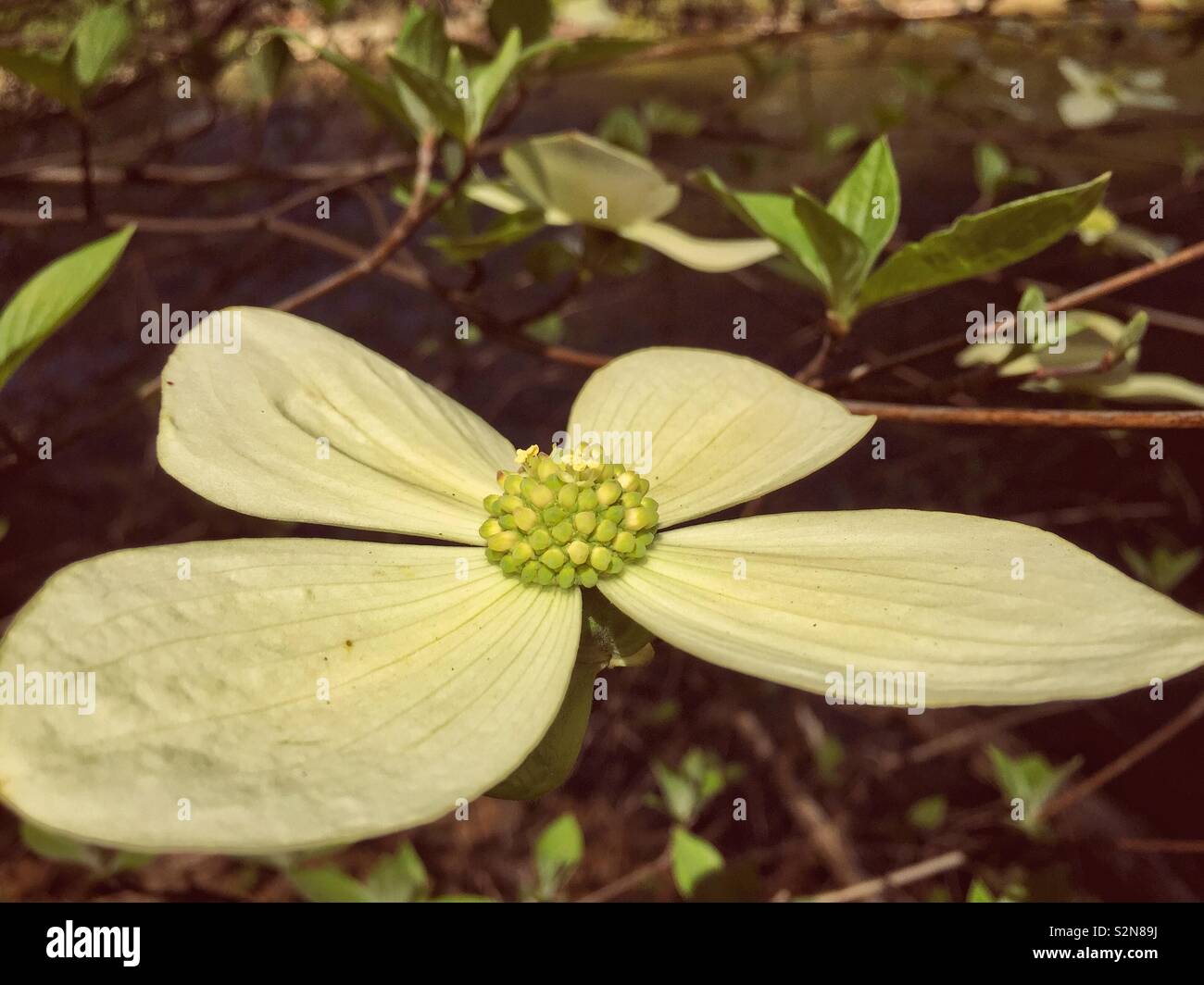 Pacific fleur de cornouiller (Cornus nuttallii) Banque D'Images