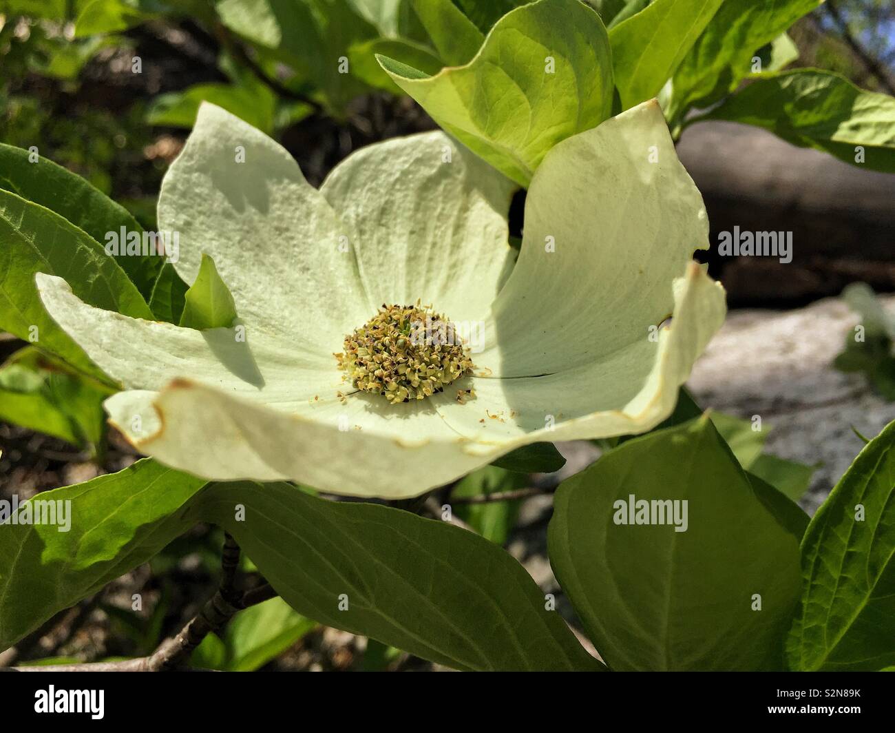 Pacific fleur de cornouiller (Cornus nuttallii) Banque D'Images