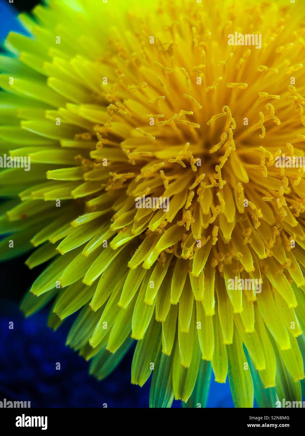 Gros plan de pissenlit. Banque D'Images