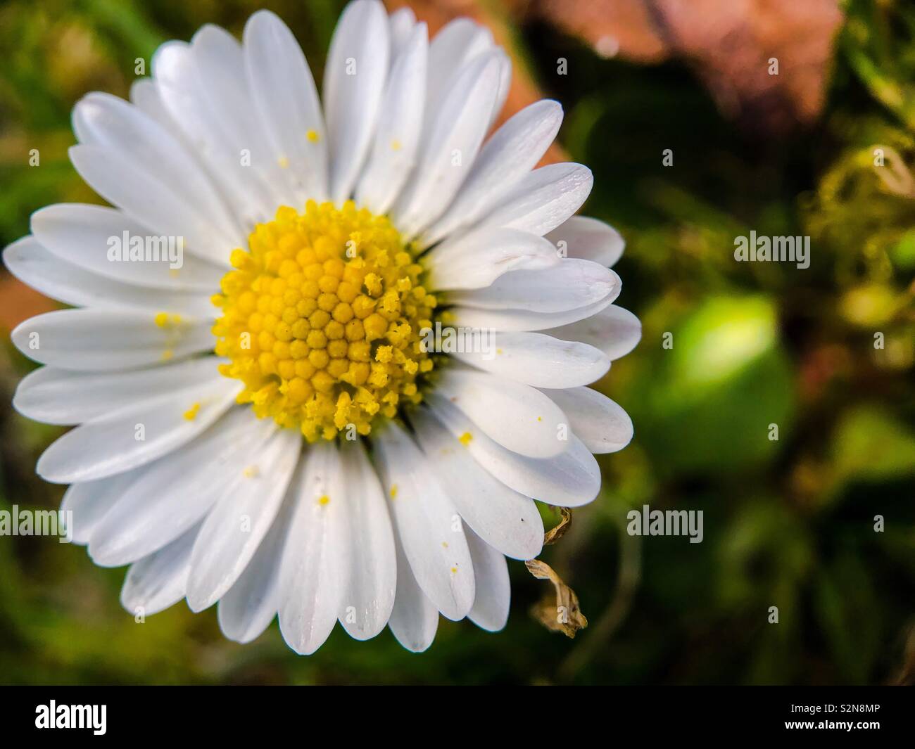 Daisy. - Image de stock capturée avec un smartphone