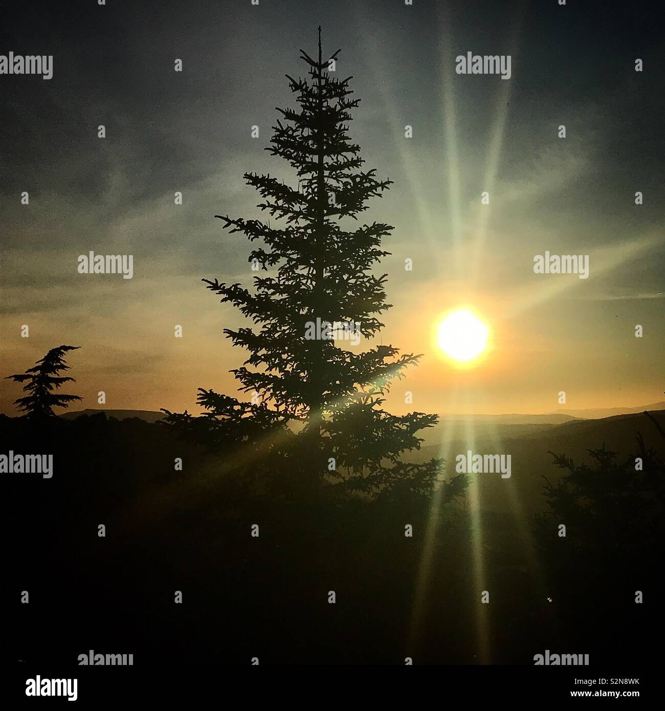 Un arbre pinsapo au lever du soleil à Grazalema, Cadiz, Andalousie, Espagne Banque D'Images