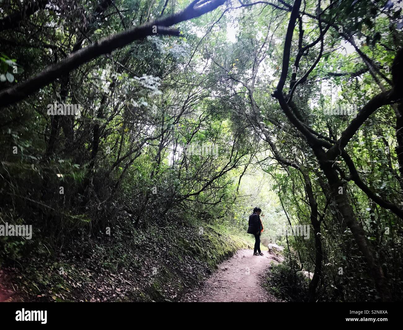 Une femme marche dans la forêt de la Sierra de Grazalema, Andalousie, Espagne Banque D'Images
