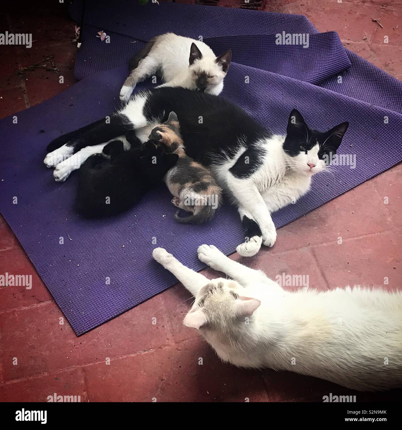 Une famille de chats et leurs chatons reste dans une maison en Prado del Rey, La Sierra de Grazalema, Andalousie, Espagne Banque D'Images