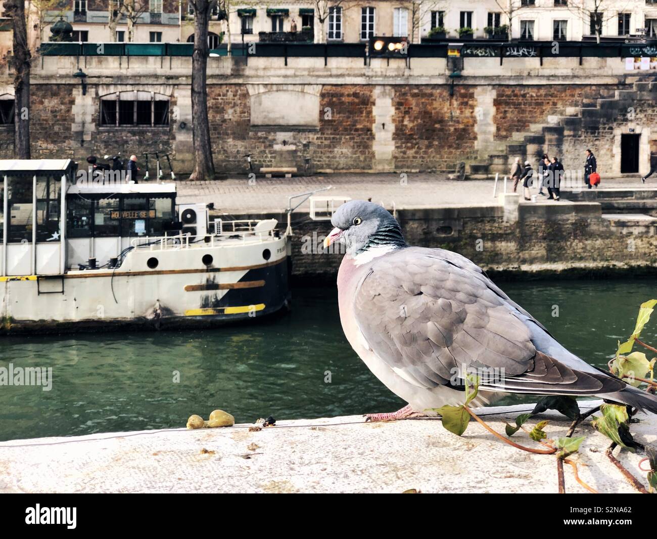 Pigeon parisien assis sur le parapet de la banque du fleuve Seine Banque D'Images