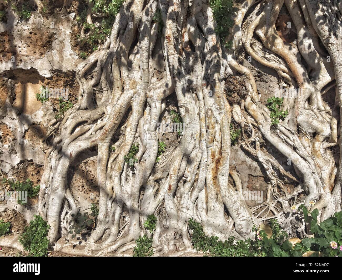 Les racines des arbres dans le mur - Image de stock capturée avec un smartphone