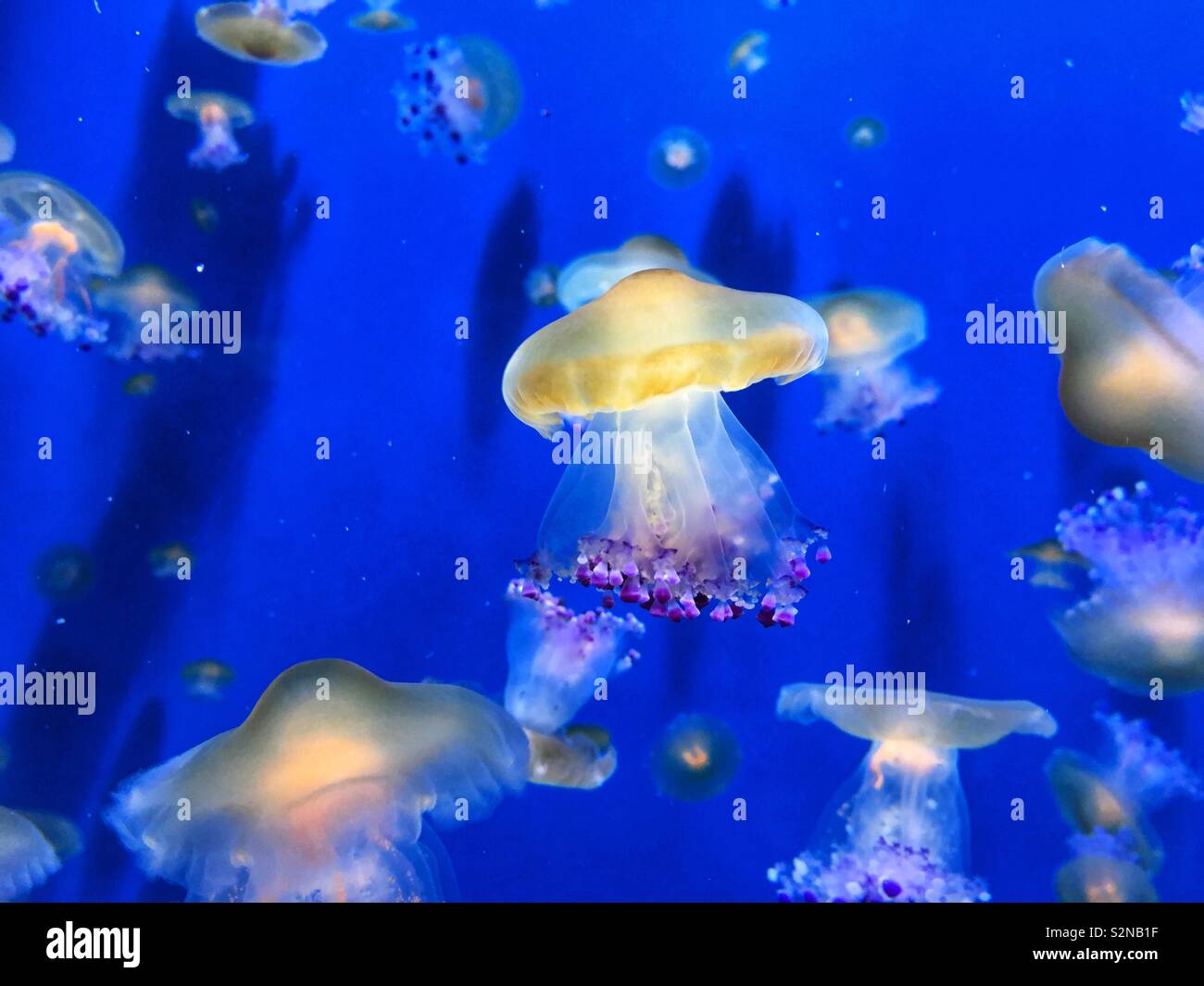 Jelly fish, jaune avec des tentacules pourpre Banque D'Images