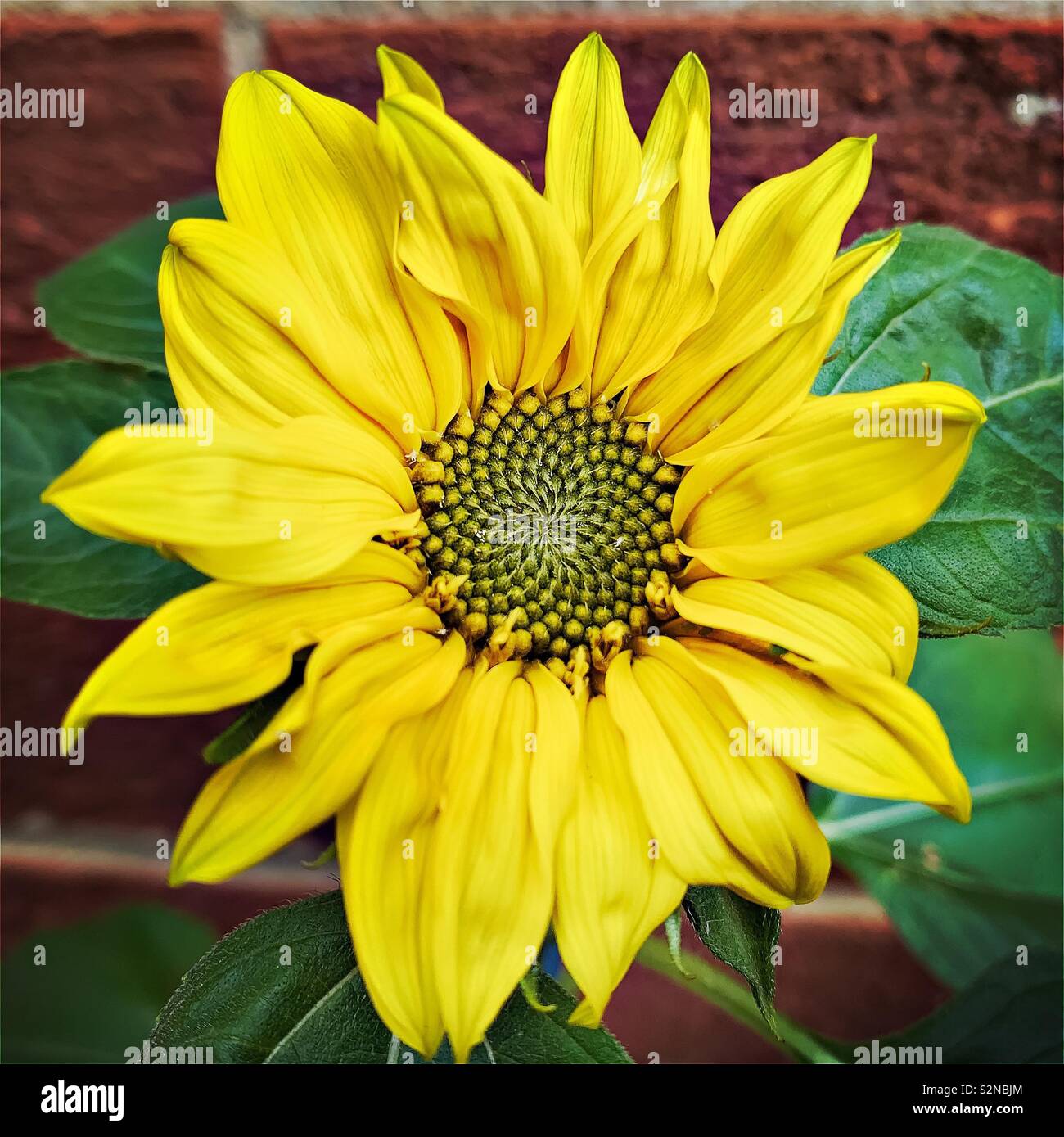 Vue rapprochée d'une délicate jeune tournesol. Pétales jaune colorés et géométriques fleurs du disque. La beauté dans la nature. Banque D'Images