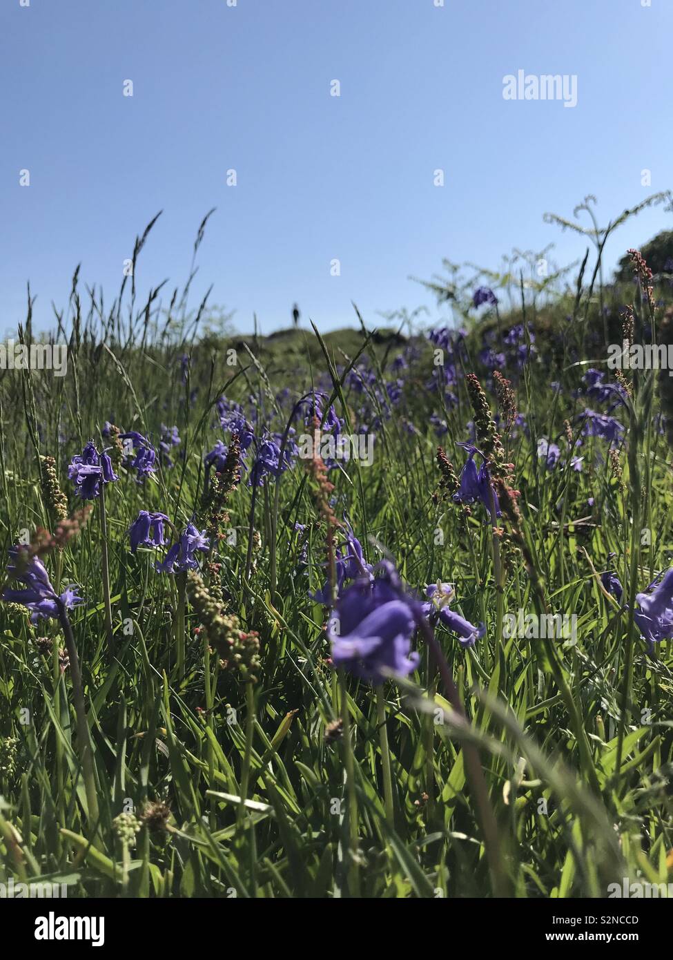 Bluebells sur Islay Banque D'Images
