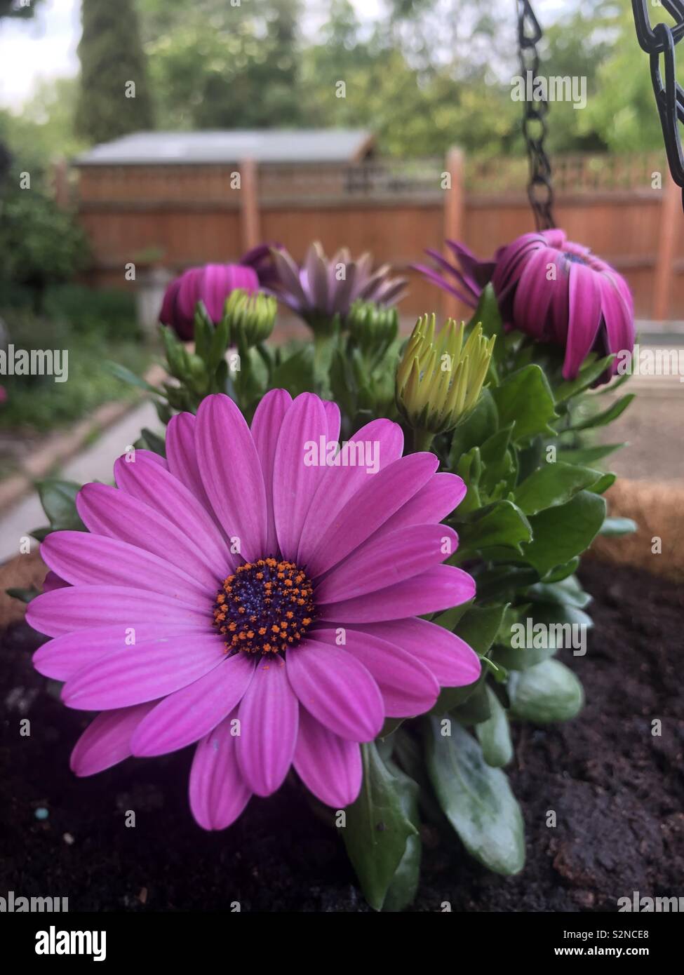 African daisy Banque D'Images