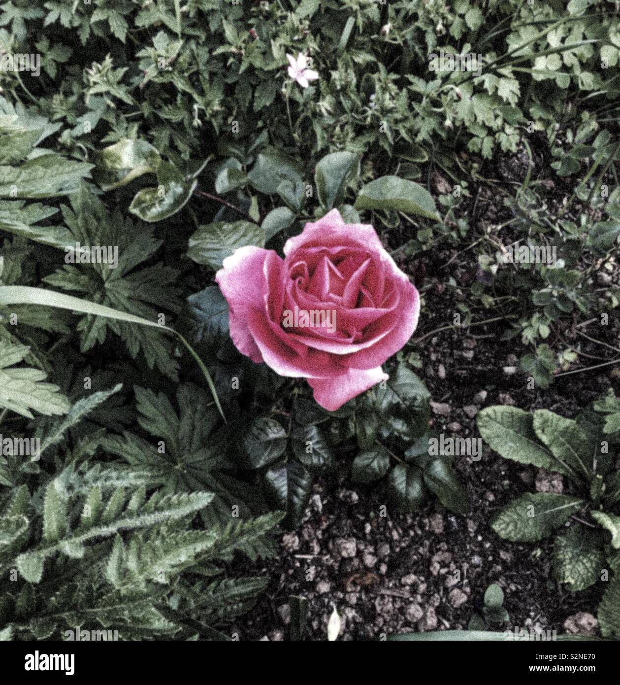 Rose Special Anniversary Banque D Image Et Photos Alamy Rose Special Anniversary Banque D Image Et Photos Alamy