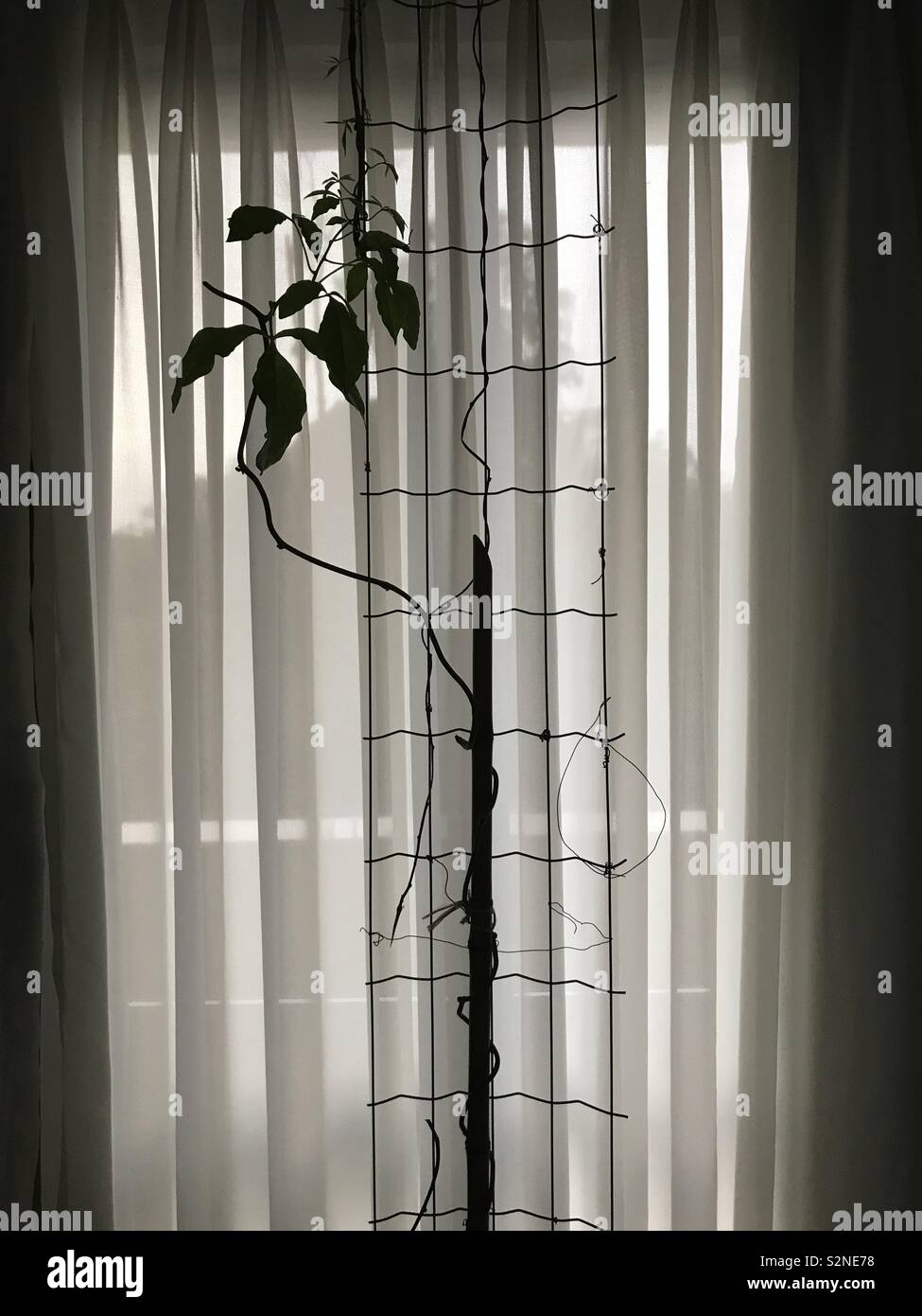 Passion fruit tree, avec une semi rideau translucide à l'arrière-plan Banque D'Images