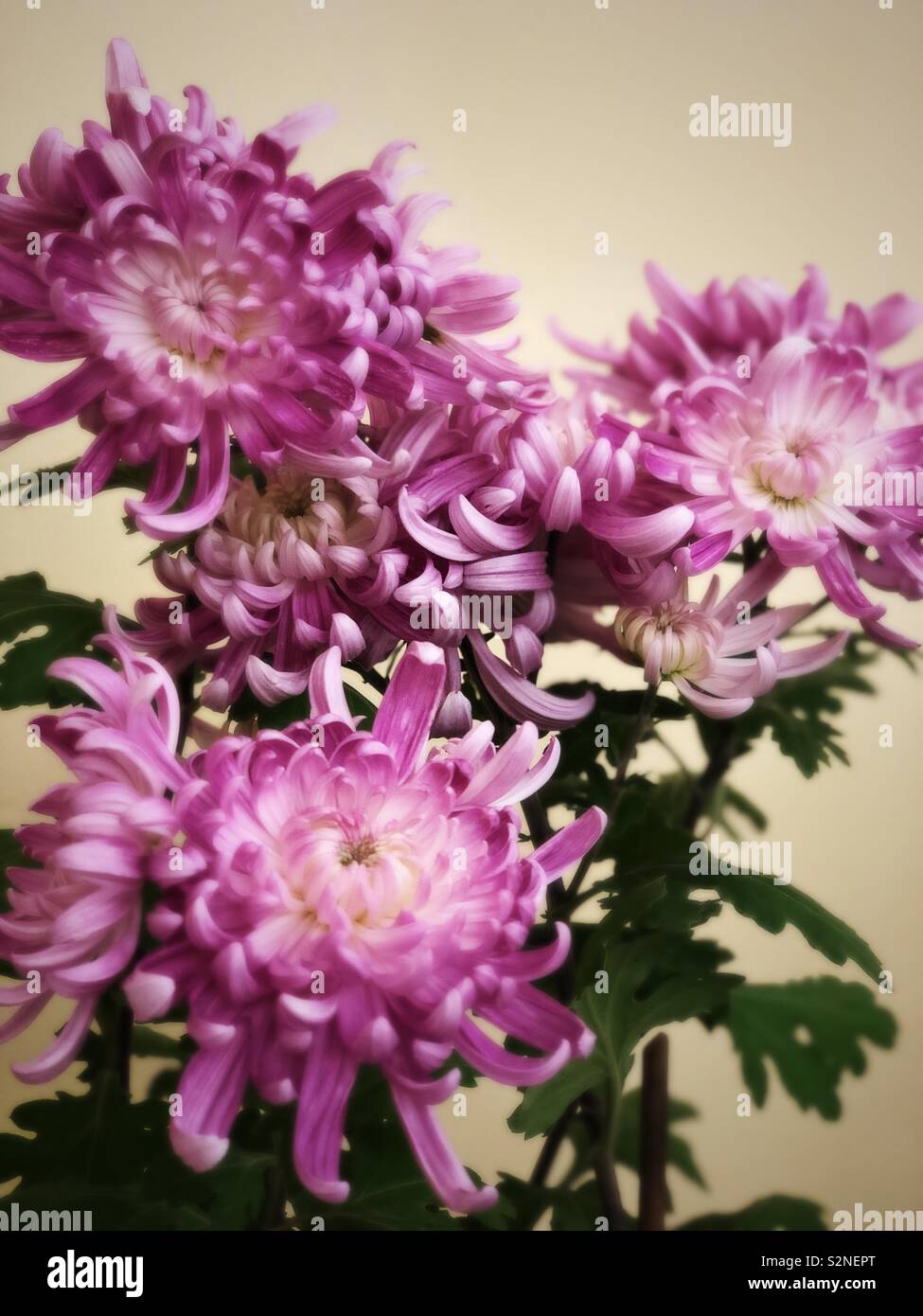 Chrysanthème plante à fleurs roses. Banque D'Images