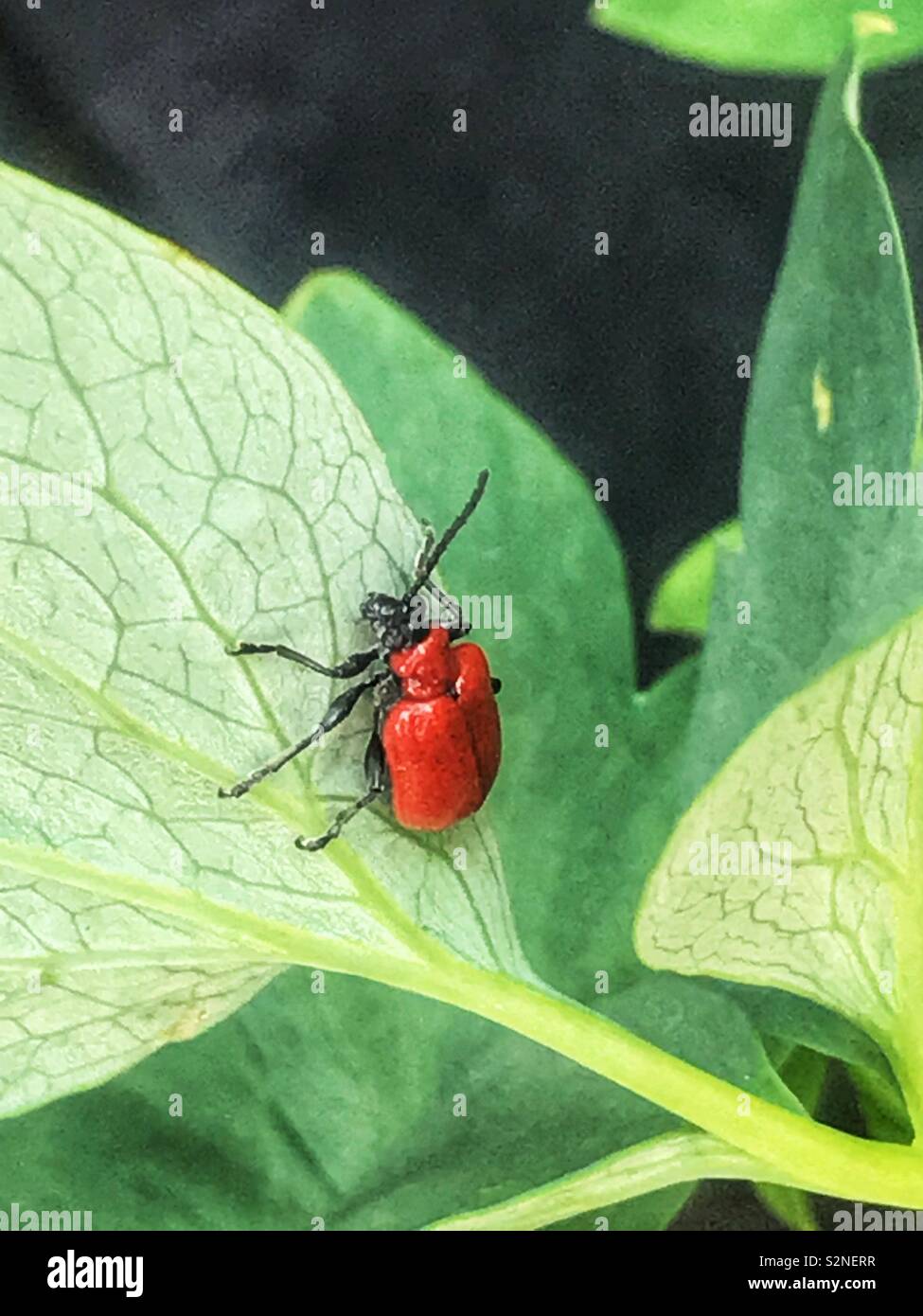 Lily beetle sur une feuille Banque D'Images