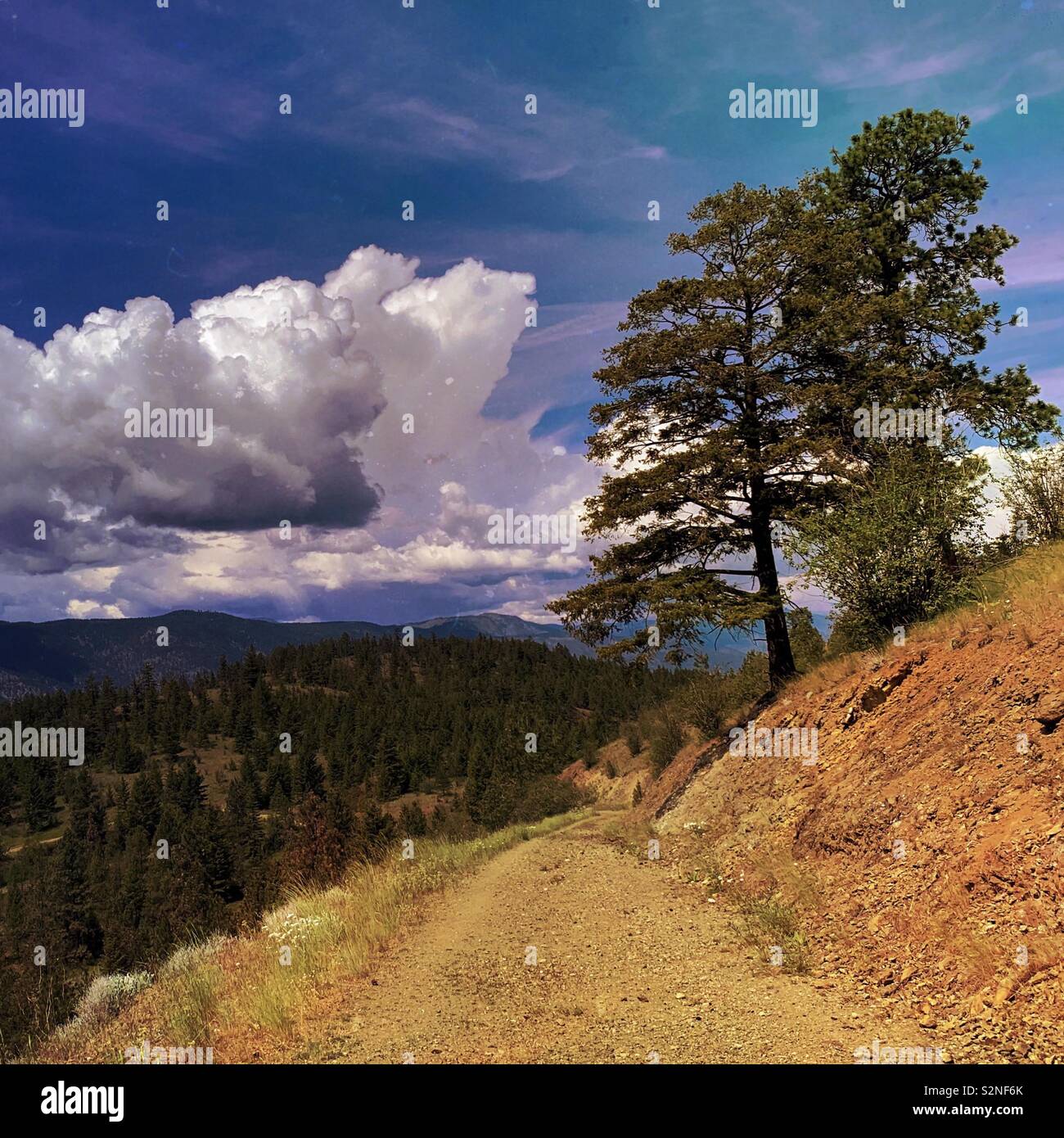 Sentier de randonnée de la terre avec les arbres à feuilles persistantes, ciel bleu et nuages blancs au loin. Les carrés. Banque D'Images