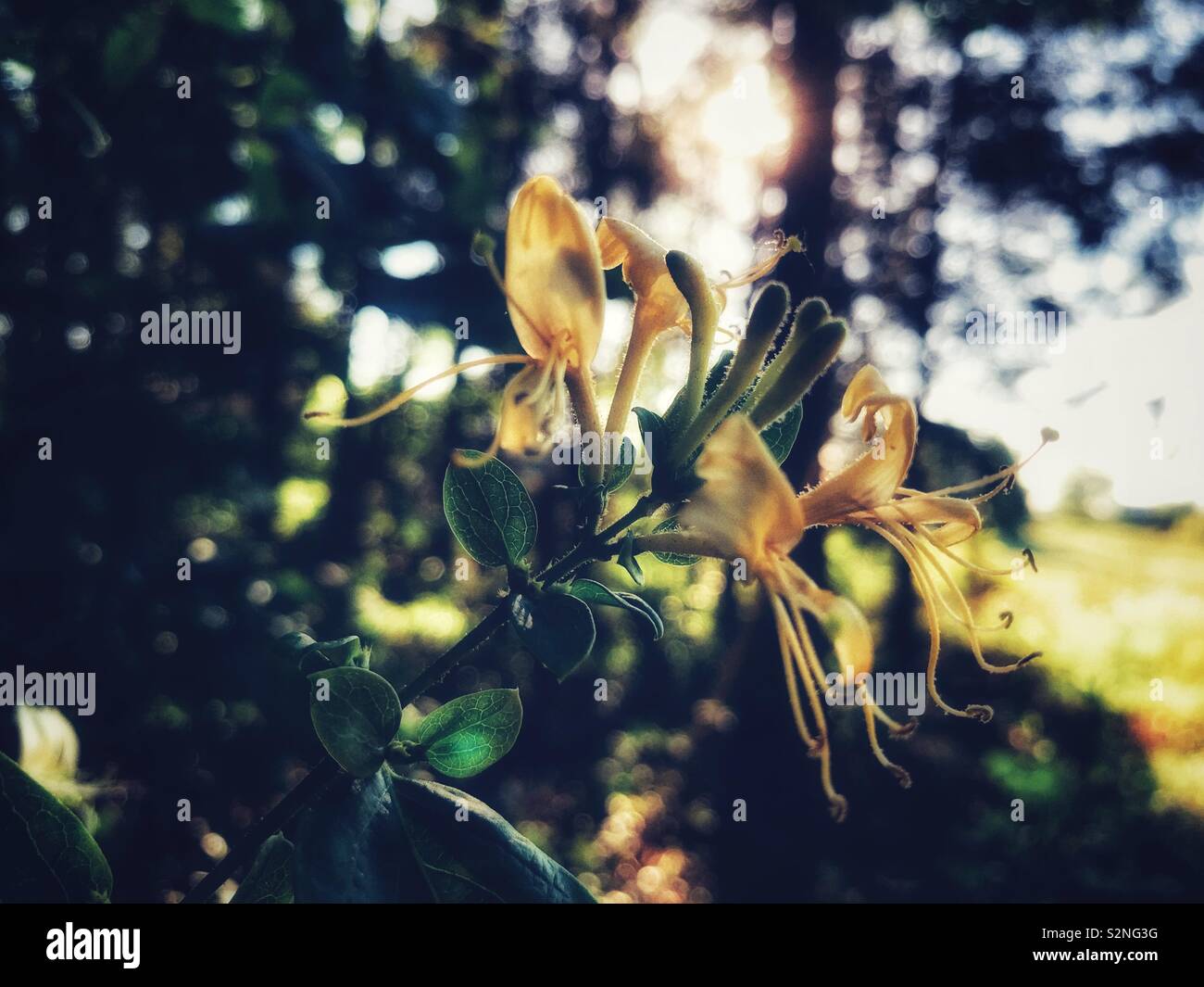 Fleurs de chèvrefeuille avec soleil du soir Banque D'Images