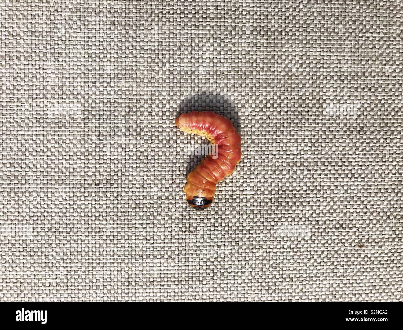 Point d’interrogation - Image de stock capturée avec un smartphone