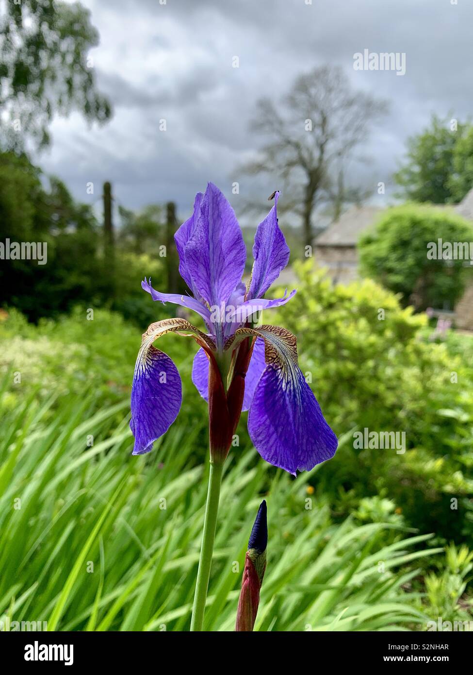 Iris mauve printemps en fleurs fleurs Photo Stock - Alamy